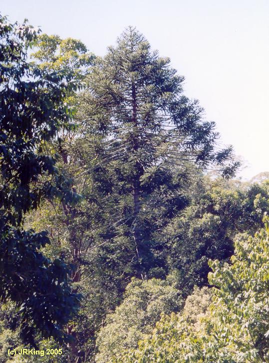   the   enchanted   bunya  