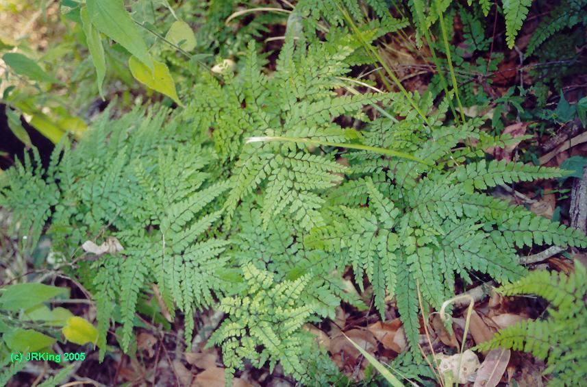   fairy   clothing    for the   leaf   litter  
