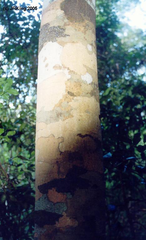   nature's   painting  