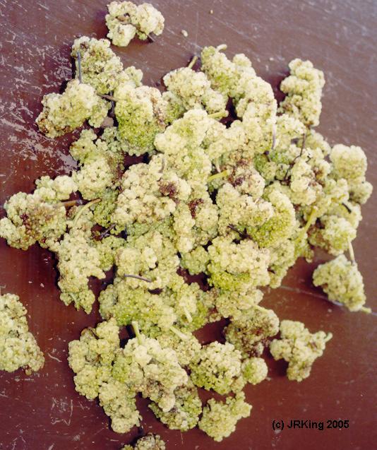   sweet   fruit,   painful   parent  