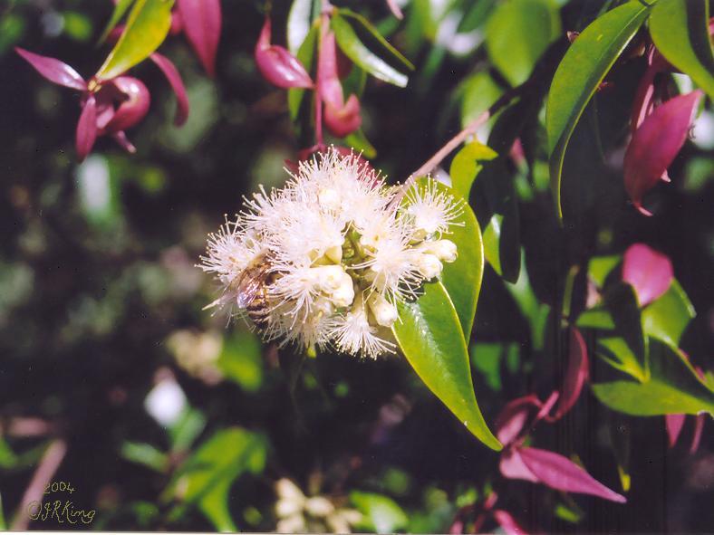   grandiose   elegance  