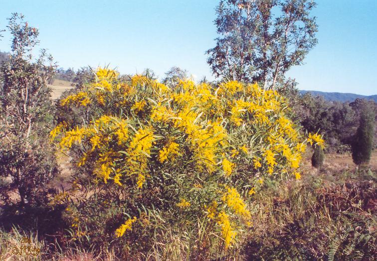   prolific   antiquity  