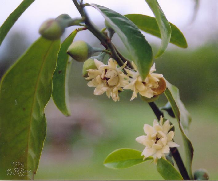   beetles   pollinating  