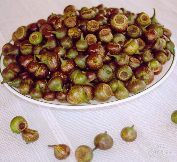   bounty   from the   mountain  