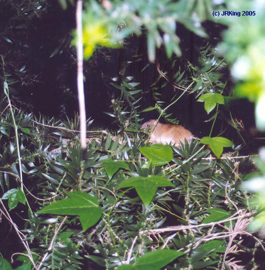   playing   in the   bunya   prickles  